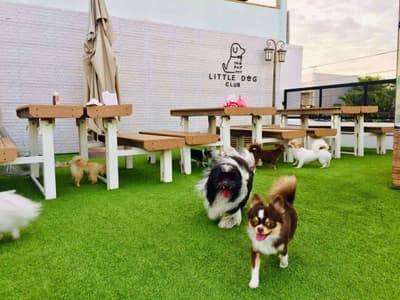 Little Dog Club (ลาดพร้าว) 1