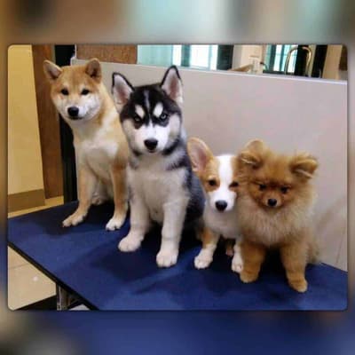 โรงพยาบาลสัตว์บางกอก (กัลปพฤกษ์) Bangkok Animal Hospital (Kallapaphruk) 4