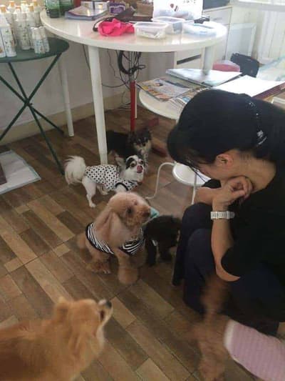 ASILO Pet Spa & Hotel 3