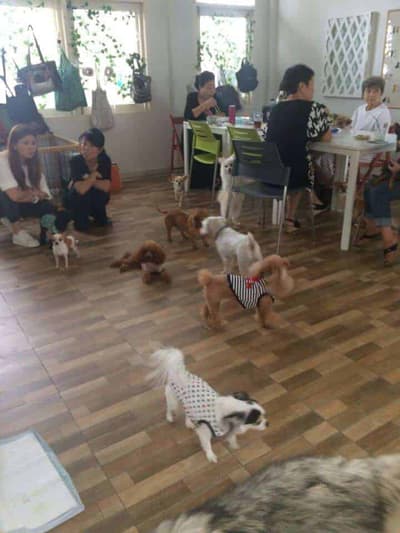 ASILO Pet Spa & Hotel 4