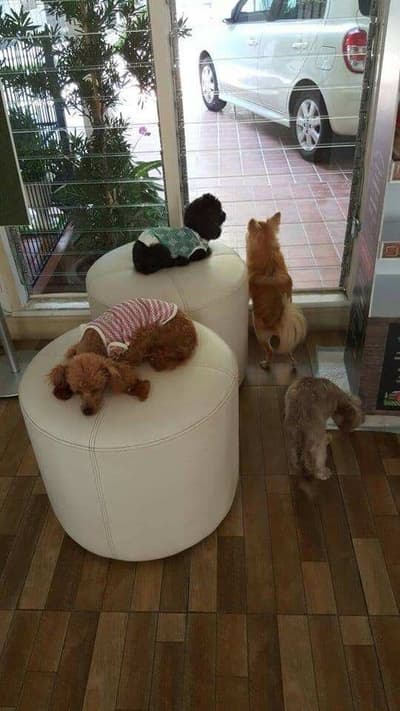 ASILO Pet Spa & Hotel 5
