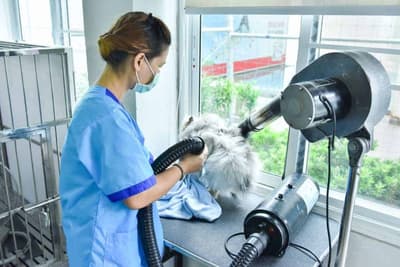 โรงพยาบาลสัตว์ทองหล่อ ระยอง Thonglor Pet Hospital Rayong 1