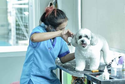 โรงพยาบาลสัตว์ทองหล่อ สาขาติวานนท์