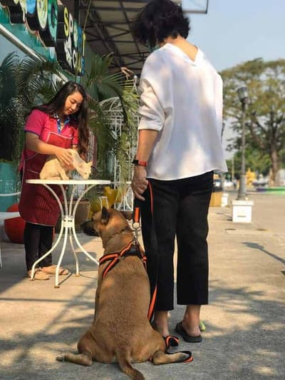 Dog Sport Club (ประเสริฐมนูกิจ) 3