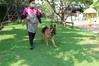 Dog Sport Club (ประเสริฐมนูกิจ) 4