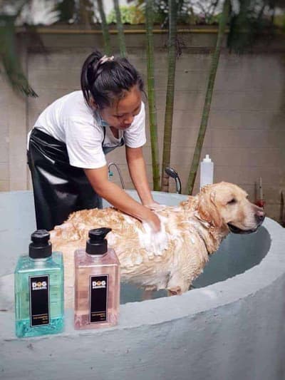 Dog Aquatel 4