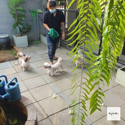 Dog Garden Hotel 4