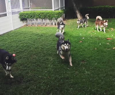 Up2Dogs 9