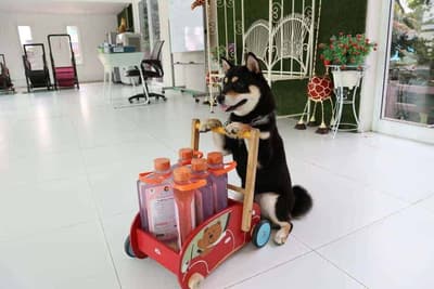 Dog Sport Club (ประเสริฐมนูกิจ) 6