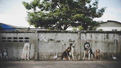 Dog Country Cafe 2