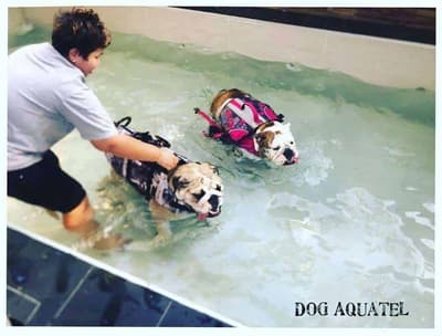 Dog Aquatel 5