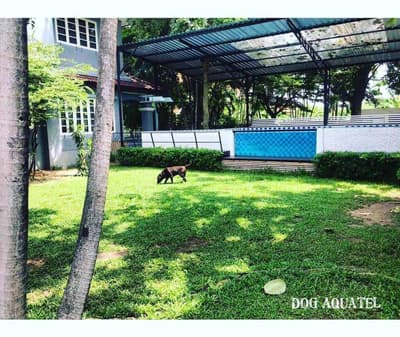 Dog Aquatel 3