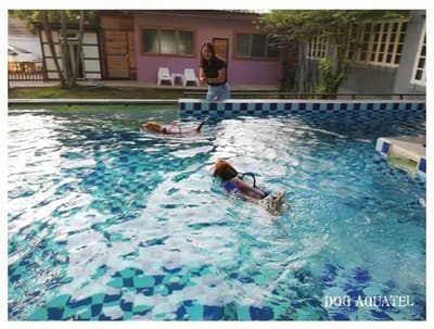 Dog Aquatel 6