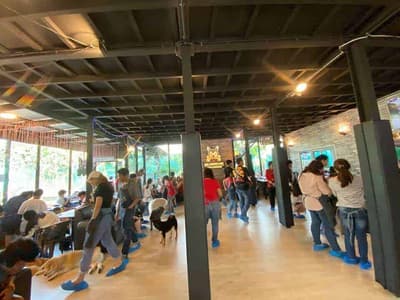 Dog Country Cafe 6
