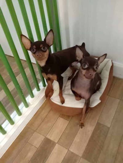 ASILO Pet Spa & Hotel 6