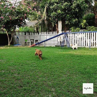 Dog Garden Hotel 6