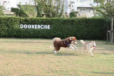 Dogxercise 8