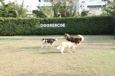 Dogxercise 1