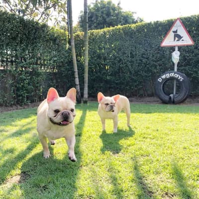 Dogdays 6