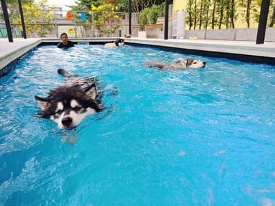 Dogxercise 2