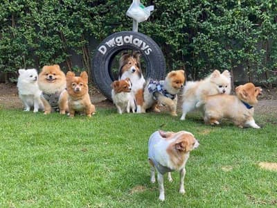 Dogdays 5