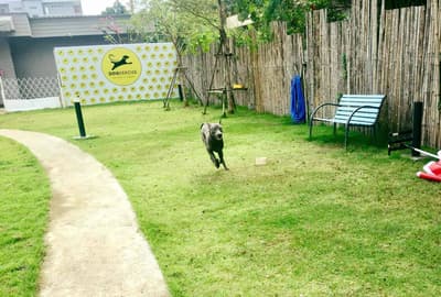 Dogxercise 3
