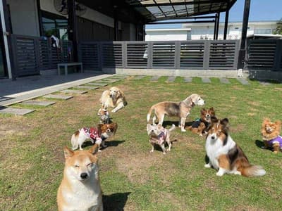 Dogdays 4