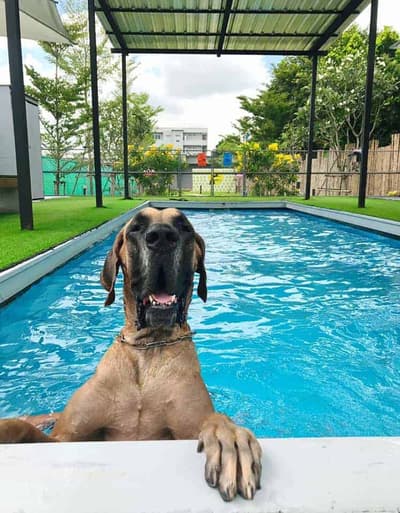 Dogxercise 4