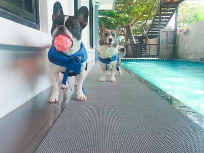 Happy Pup (ลาดพร้าว) 1