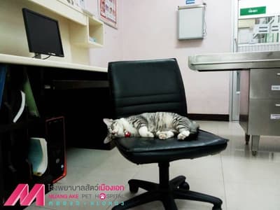 โรงพยาบาลสัตว์เมืองเอก (คลองสาม ธัญบุรี) 6
