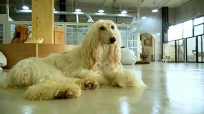 Pet Public 4