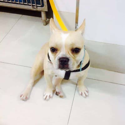 โรงพยาบาลสัตว์เจริญสุข Charoensuk Animal Hospital 9
