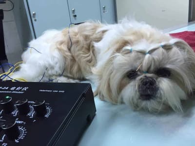 โรงพยาบาลสัตว์เจริญสุข Charoensuk Animal Hospital 8