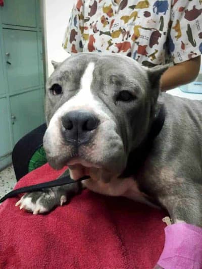 โรงพยาบาลสัตว์เจริญสุข Charoensuk Animal Hospital 6