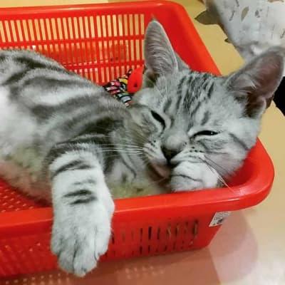 โรงพยาบาลสัตว์เจริญสุข Charoensuk Animal Hospital 7
