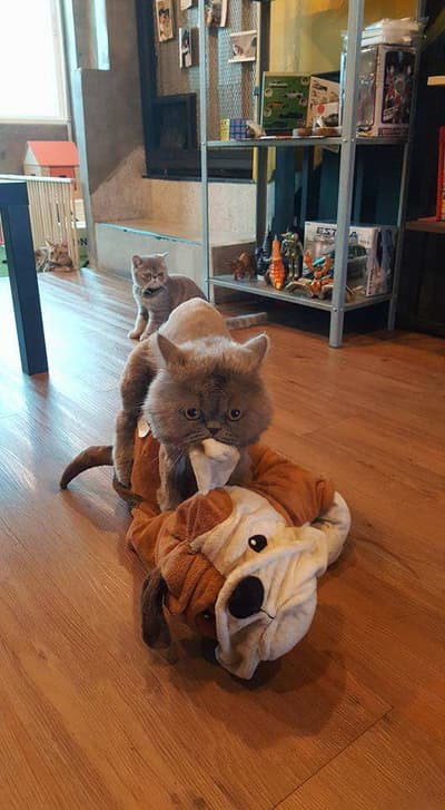Hoc Beverage Bar & Cat Café 2