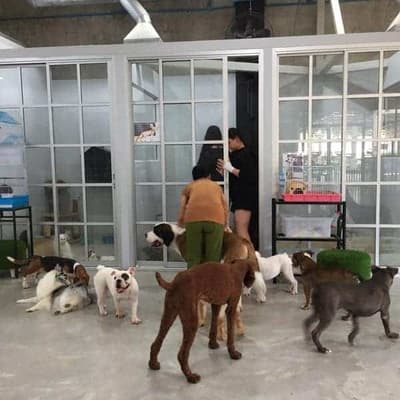 Pet Public 6