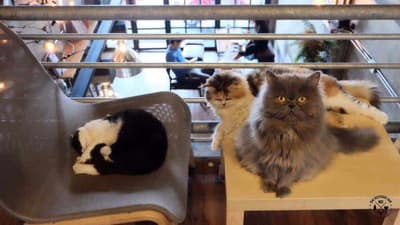 Hoc Beverage Bar & Cat Café 4