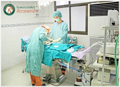 โรงพยาบาลสัตว์สัตวแพทย์ 4 - Vet 4 Animal Hospital 8