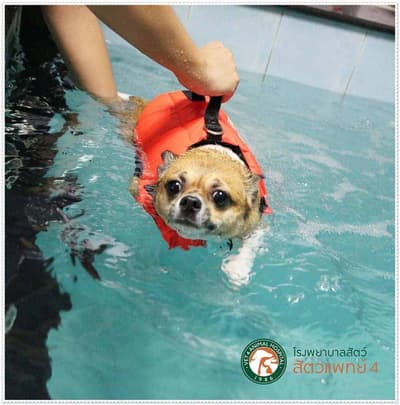 โรงพยาบาลสัตว์สัตวแพทย์ 4 - Vet 4 Animal Hospital 9