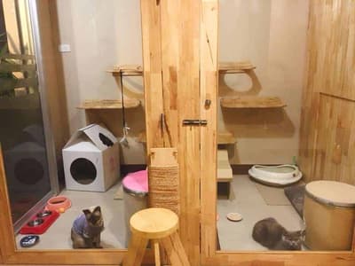 Malee Cat Hotel 5