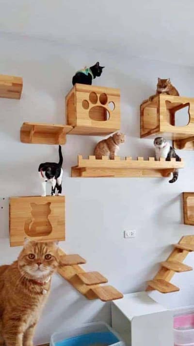 Tigger's House & Cat Hotel ทิคเกอร์เฮ้าส์แอนด์แคทโฮเทล โรงแรมแมว 1