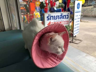 โรงพยาบาลสัตว์อ่อนนุช 8