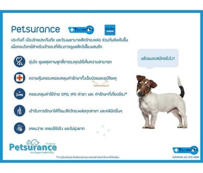 โรงพยาบาลสัตว์ทองหล่อ ระยอง Thonglor Pet Hospital Rayong 2