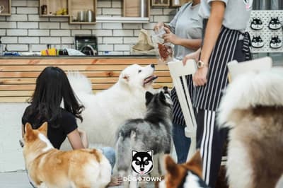 Dog In Town (อารีย์) 2