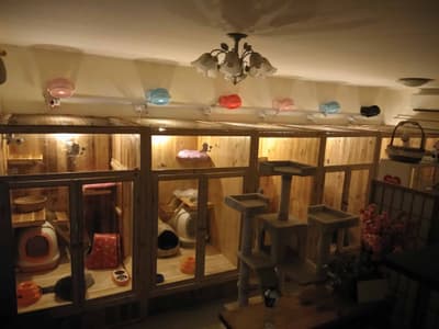 ปริ๊ง ปริ๊ง cat hotel โรงแรมแมว รับฝากแมว 2