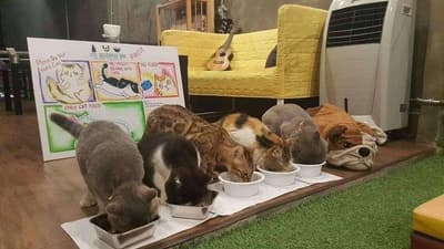 Hoc Beverage Bar & Cat Café 7