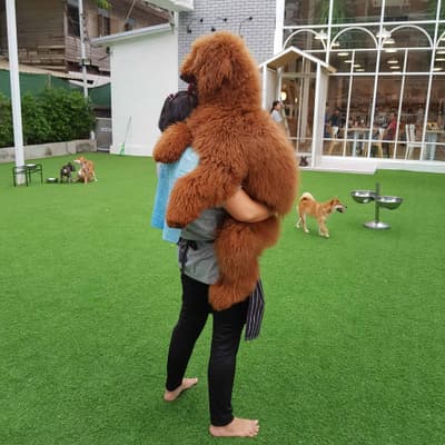 Dog In Town (อารีย์) 6