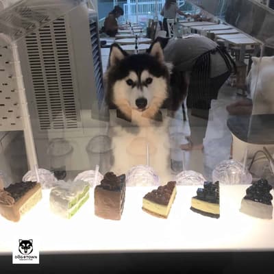 Dog In Town (อารีย์) 7