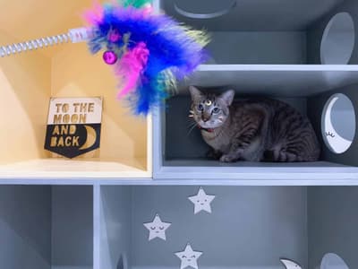SpaceCat Camp 4